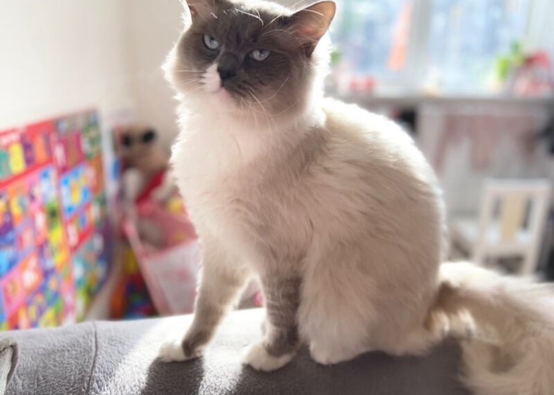 Ragdoll kittens for sale in Hp2 – 10 weeks old - Image 10 of 10