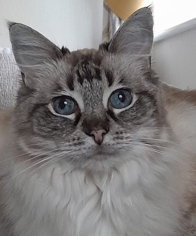 2 beautiful ragdoll cats for sale in Cardiff / Caerdydd, South Glamorgan
