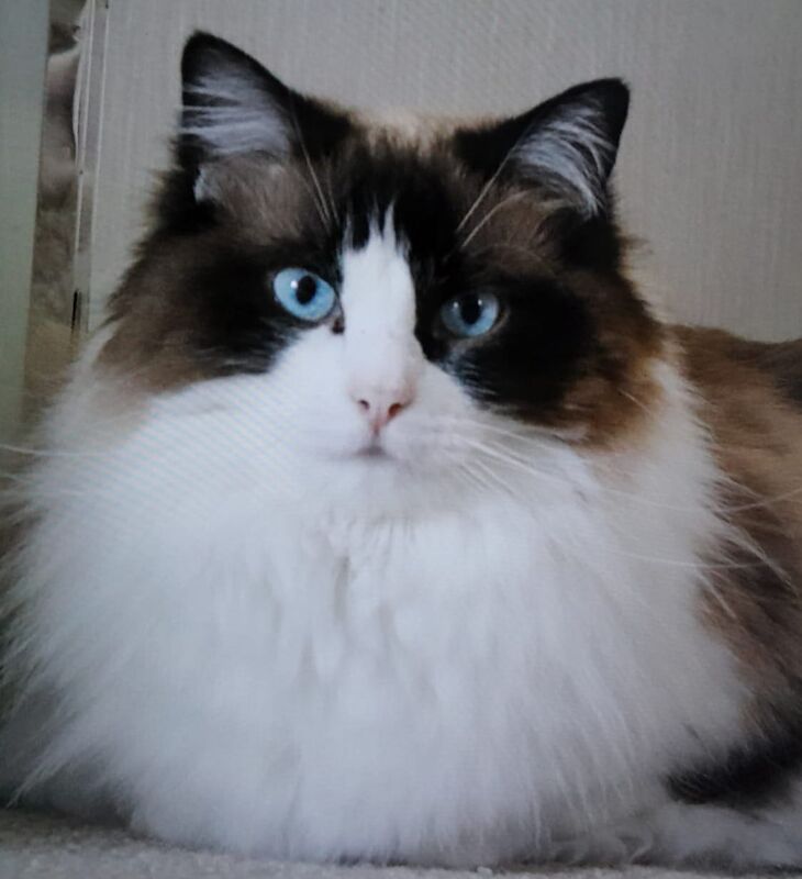 2 beautiful ragdoll cats for sale in Cardiff / Caerdydd, South Glamorgan - Image 2