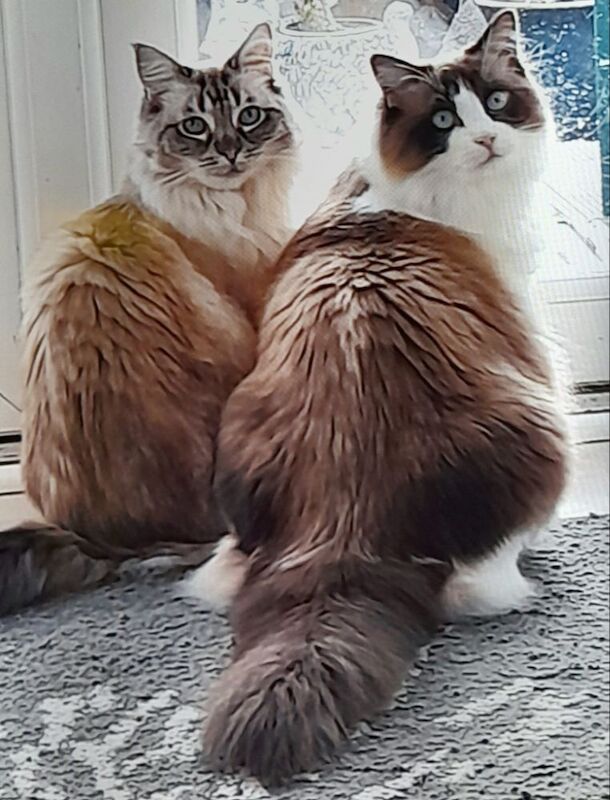 2 beautiful ragdoll cats for sale in Cardiff / Caerdydd, South Glamorgan - Image 3