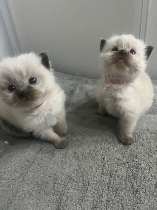 Ragdoll kittens for sale in Little Lever, Greater Manchester – 3 weeks old