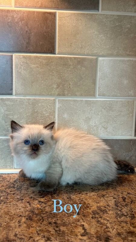 Ragdoll kittens for sale in Coatbridge, Lanarkshire β 9 weeks old