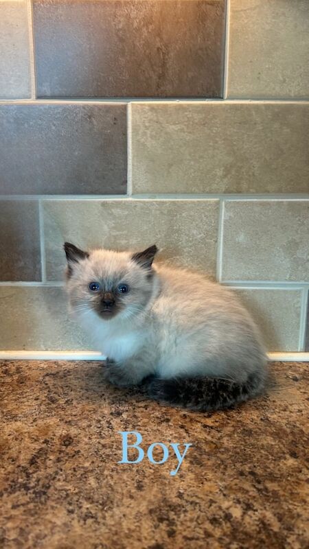 Ragdoll kittens for sale in Coatbridge, Lanarkshire – 9 months old - Image 2 of 3