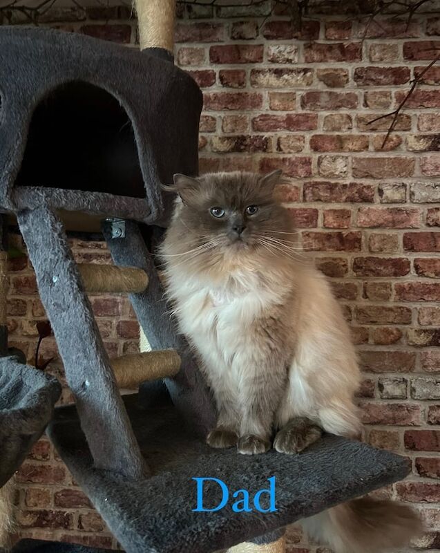 Ragdoll kittens for sale in Coatbridge, Lanarkshire – 9 months old - Image 3 of 3