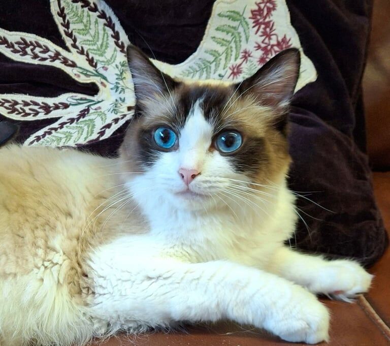 Ragdoll kittens for sale in Filey, North Yorkshire – 1 year old