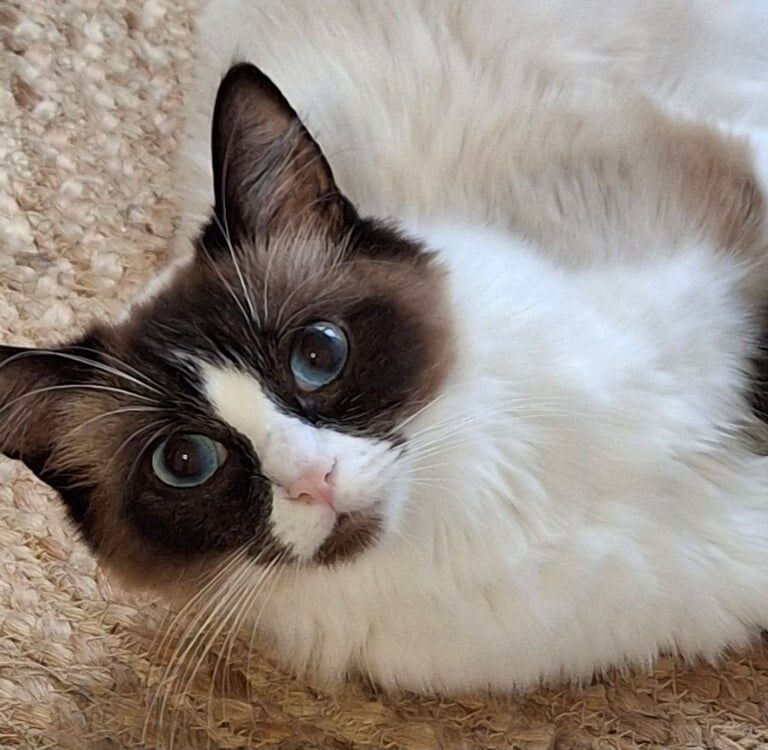 Ragdoll kittens for sale in Filey, North Yorkshire – 1 year old - Image 2 of 3