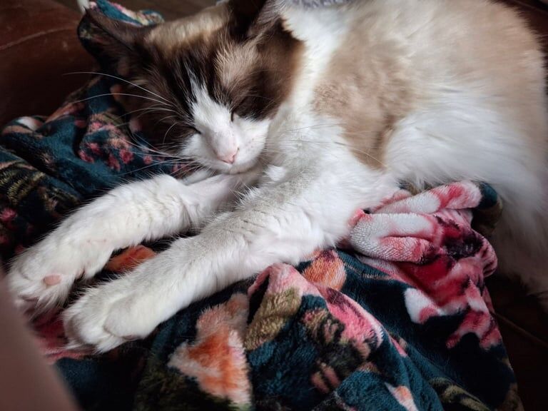 Ragdoll kittens for sale in Filey, North Yorkshire – 1 year old - Image 3 of 3
