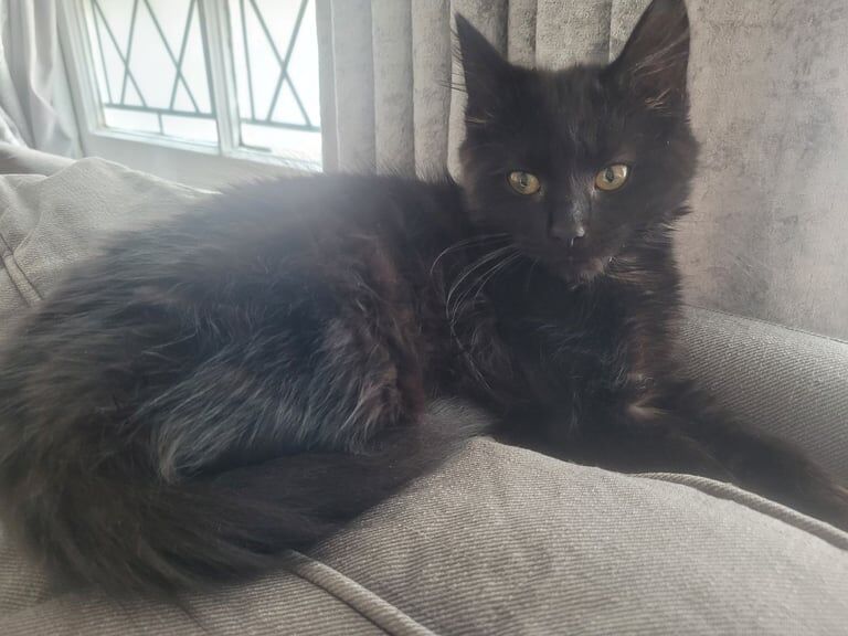 Ragdoll kittens for sale in Clapham, Greater London – 6 months old - Image 2 of 3