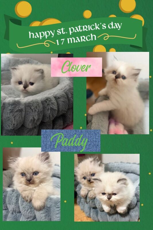 2 chunky per-doll kittens for sale