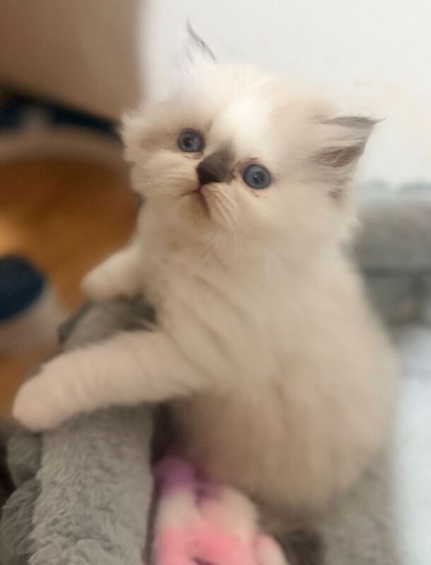 2 chunky per-doll kittens for sale - Image 2 of 3