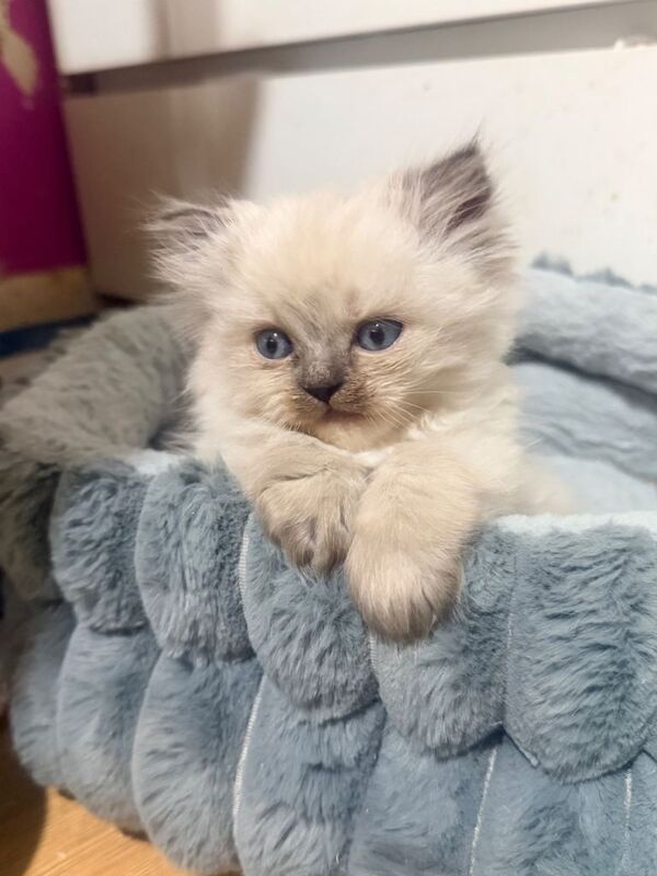 2 chunky per-doll kittens for sale - Image 3 of 3
