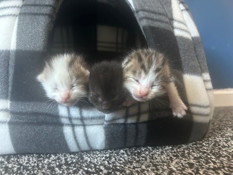 Ragdoll kittens for sale in Leven, Fife – 2 weeks old