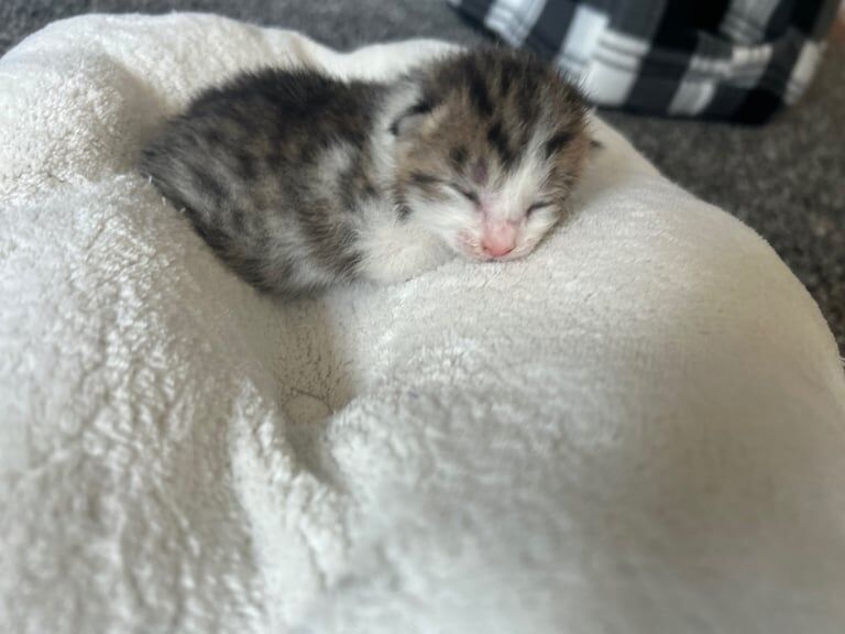 Ragdoll kittens for sale in Leven, Fife – 2 weeks old - Image 2 of 3
