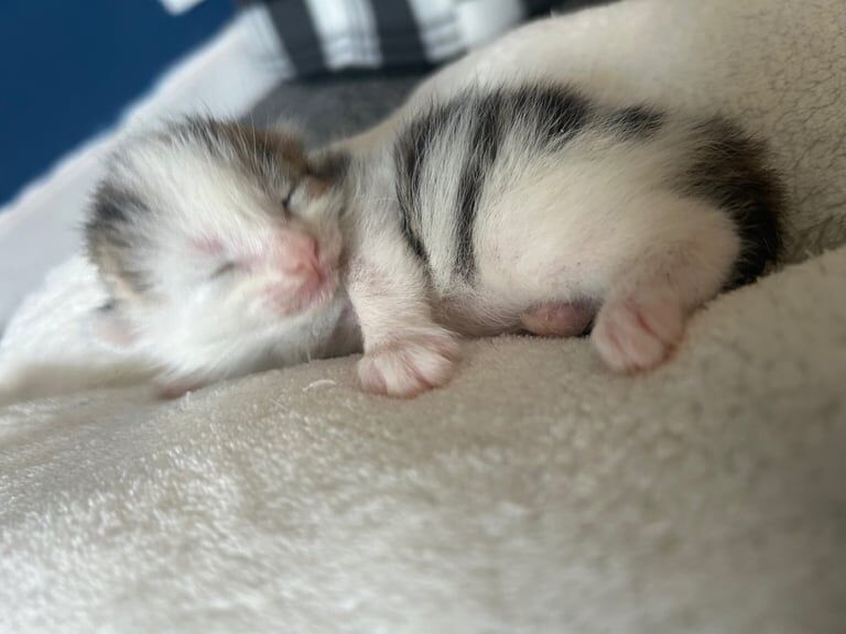 Ragdoll kittens for sale in Leven, Fife – 2 weeks old - Image 3 of 3