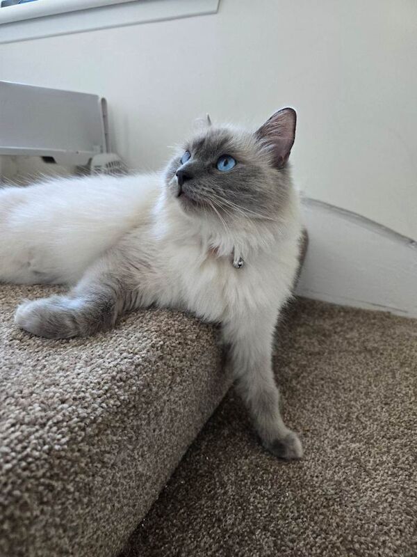 2 Female Ragdolls