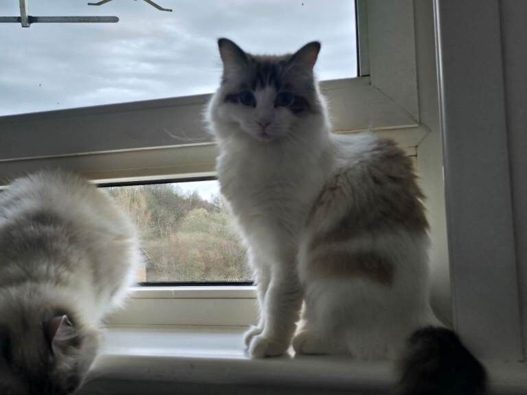 2 Female Ragdolls - Image 2 of 3