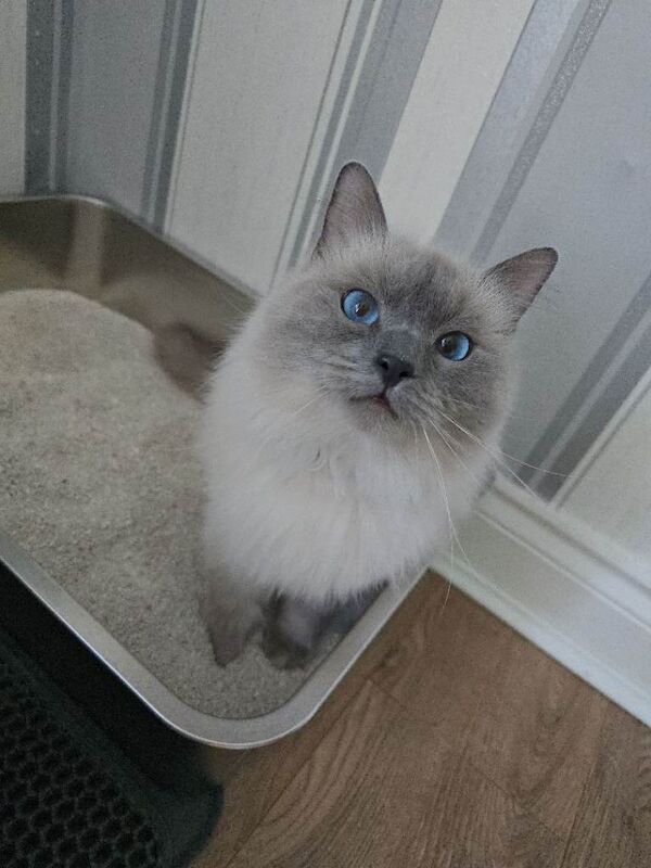 2 Female Ragdolls - Image 3 of 3