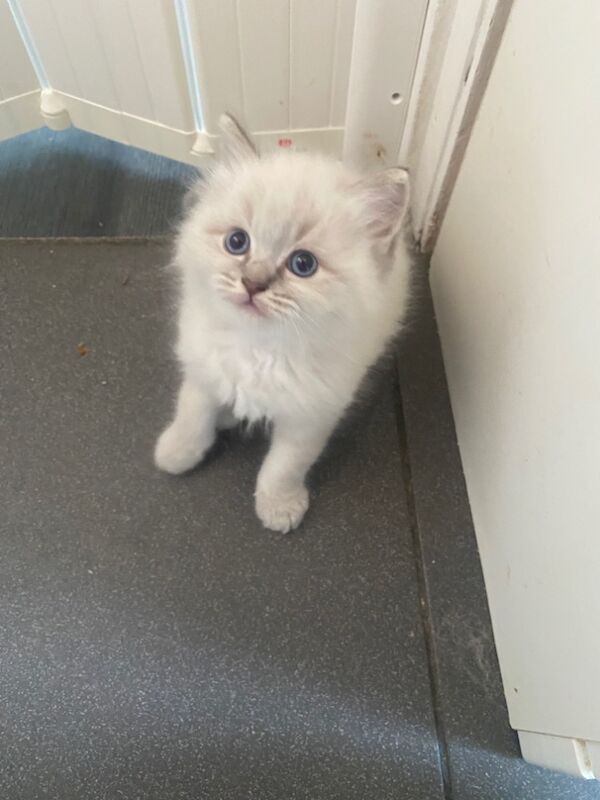 Ragdoll kittens for sale in Bridlington, East Riding of Yorkshire – 10 weeks old