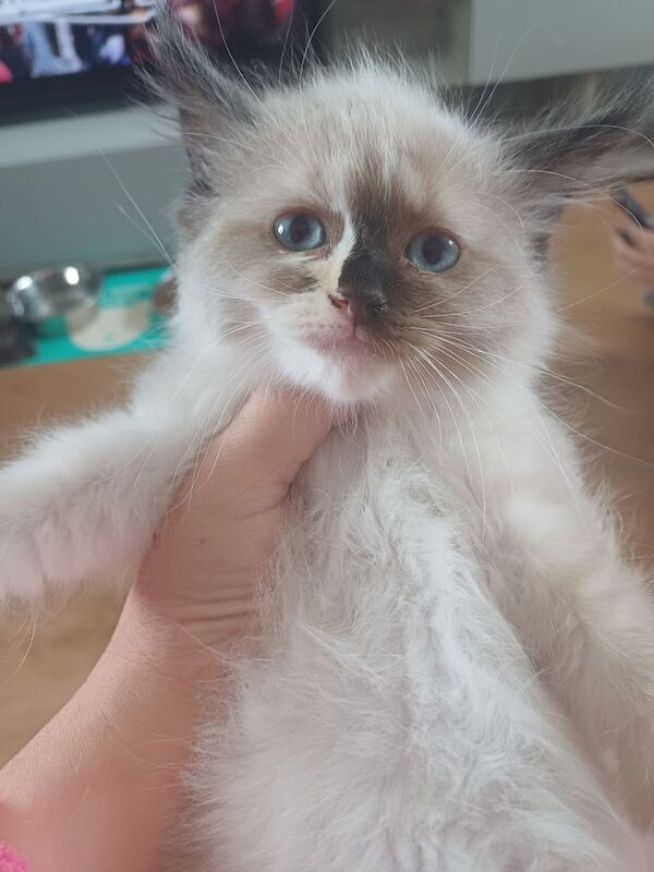 2 gorgeous fluffy ragdoll kittens for sale in Middlesbrough, North Yorkshire