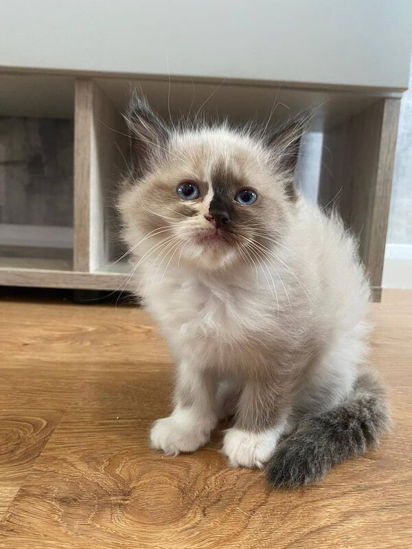 2 gorgeous fluffy ragdoll kittens for sale in Middlesbrough, North Yorkshire | Image 2
