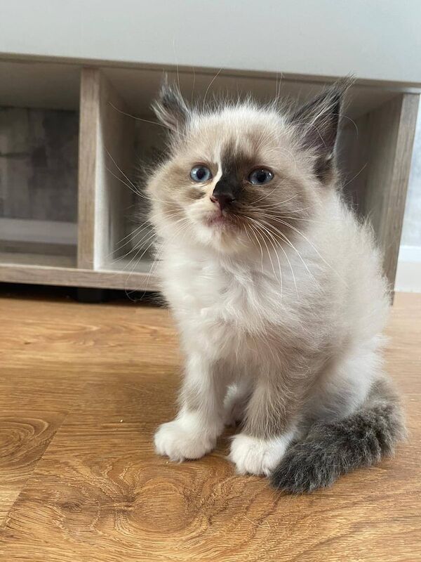 2 gorgeous fluffy ragdoll kittens for sale in Middlesbrough, North Yorkshire | Image 3