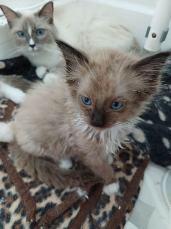 2 Gorgeous pure Ragdoll Kittens