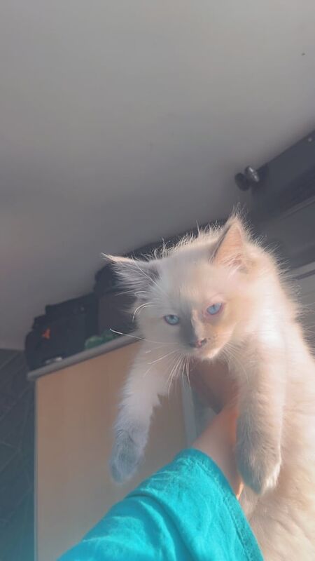 Ragdoll kittens for sale in Bradford, West Yorkshire – 11 weeks old