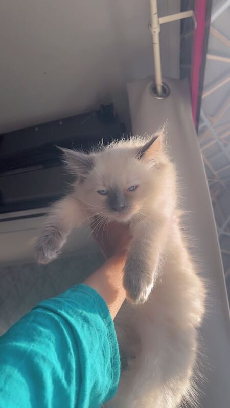 Ragdoll kittens for sale in Bradford, West Yorkshire – 11 weeks old - Image 2 of 3
