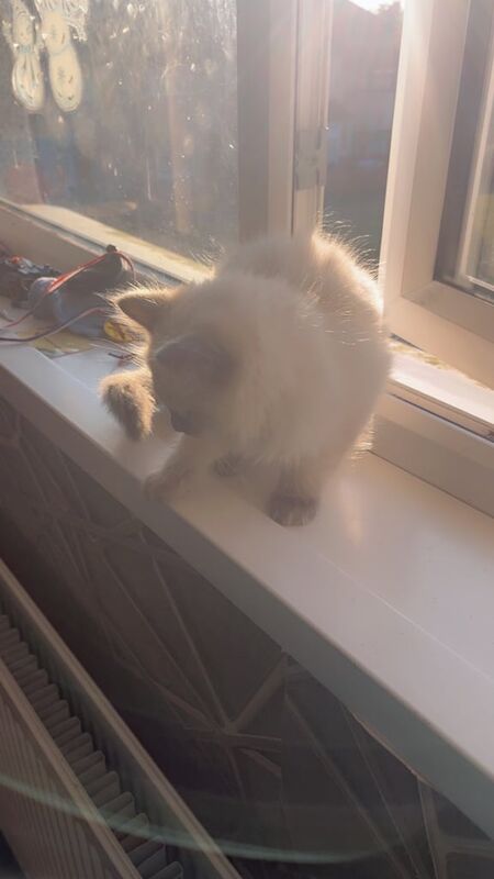 Ragdoll kittens for sale in Bradford, West Yorkshire – 11 weeks old - Image 3 of 3