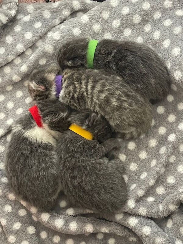 2 half ragdoll kittens