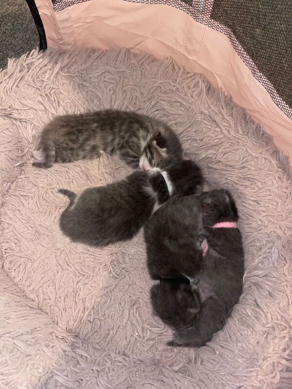 2 half ragdoll kittens - Image 2 of 6