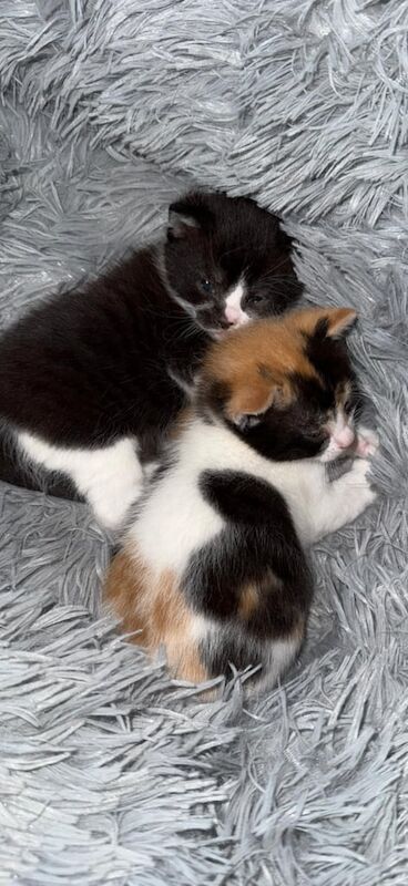 2 Kittens for sale in Broughshane, County Antrim