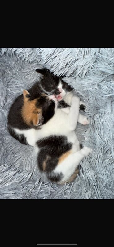 2 Kittens for sale in Broughshane, County Antrim | Image 2
