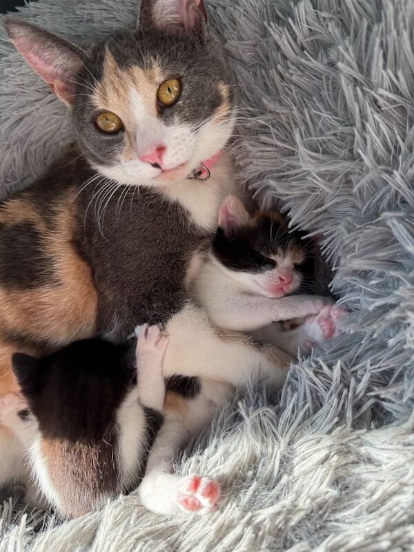 2 Kittens for sale in Broughshane, County Antrim | Image 3