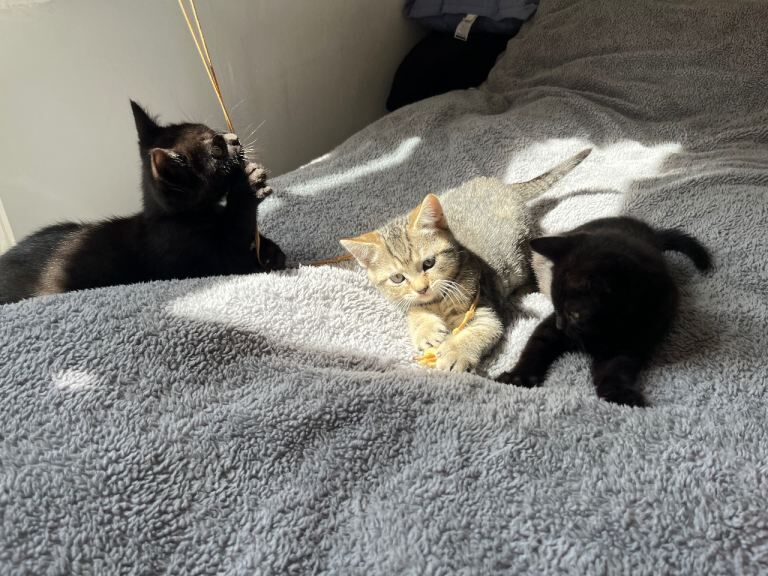 Ragdoll Kittens For Sale Under £300