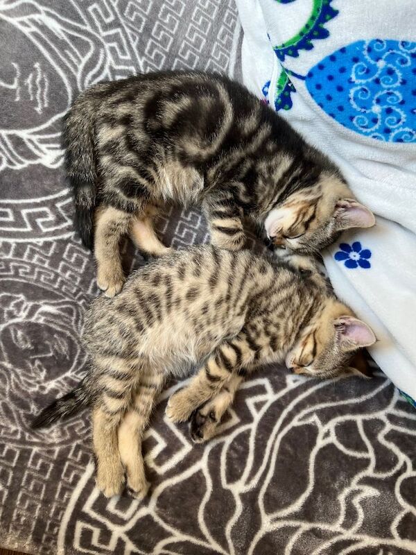 2 kittens looking forever home - Image 2 of 2
