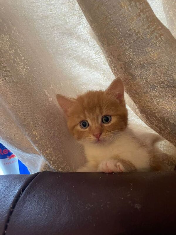 Ragdoll Kittens For Sale