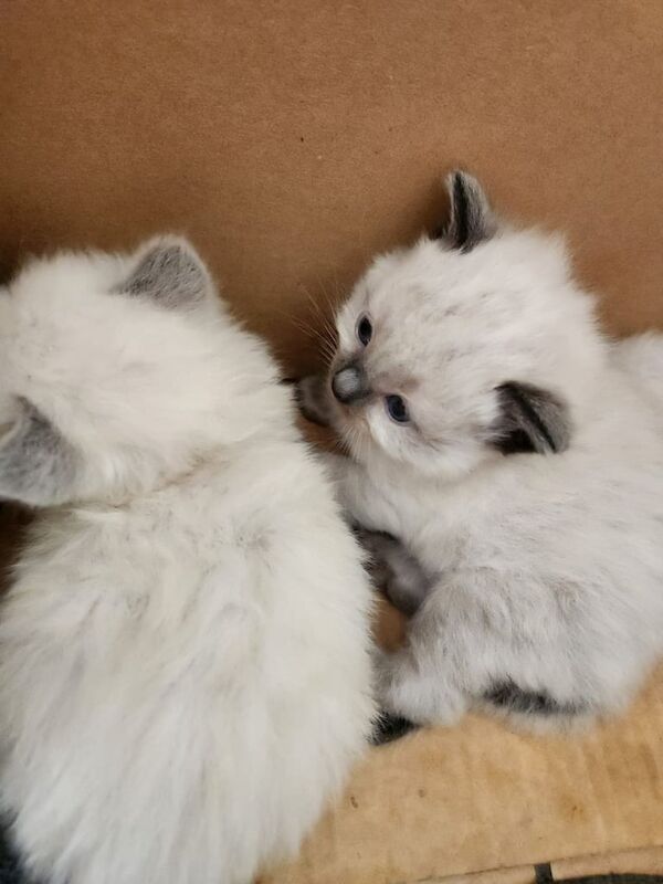 Ragdoll kittens for sale in Highland Boath, Nairn – 9 weeks old