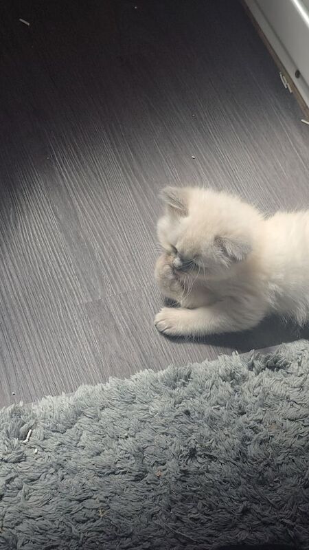 Ragdoll kittens for sale in Highland Boath, Nairn – 9 weeks old - Image 2 of 3