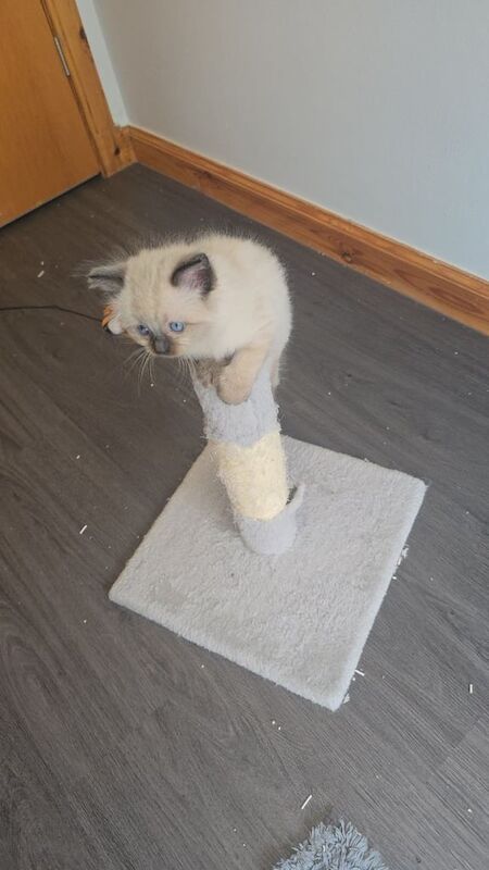 Ragdoll kittens for sale in Highland Boath, Nairn – 9 weeks old - Image 3 of 3