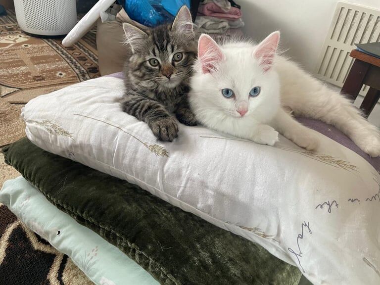 2 PERSIAN RAGDOLL BOYS for sale in Twickenham, Greater London