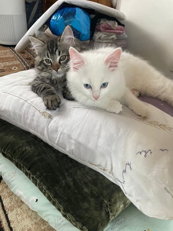 2 PERSIAN RAGDOLL BOYS for sale in Twickenham, Greater London | Image 2