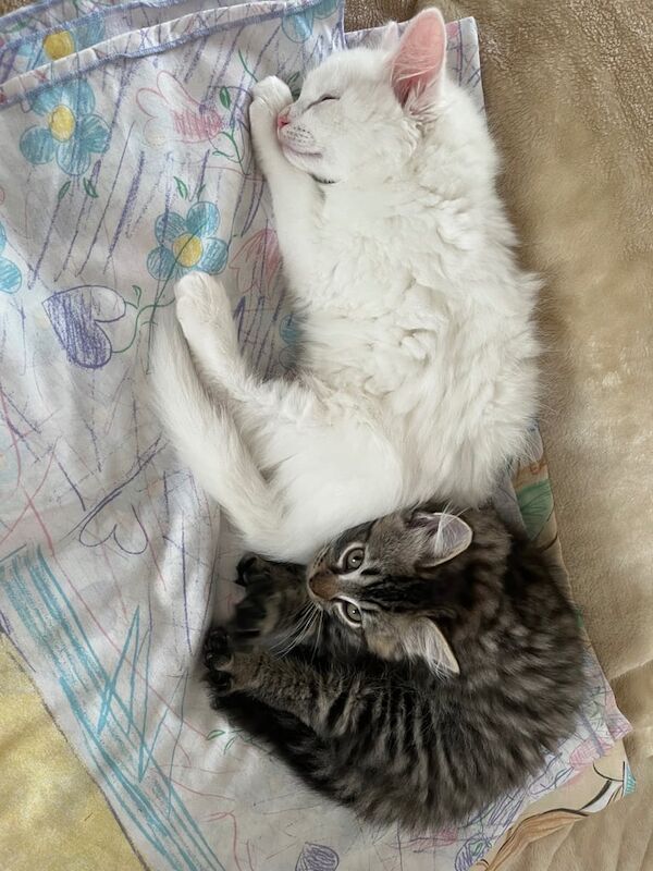 Ragdoll kittens for sale in Twickenham, Greater London – 9 months old - Image 3 of 3