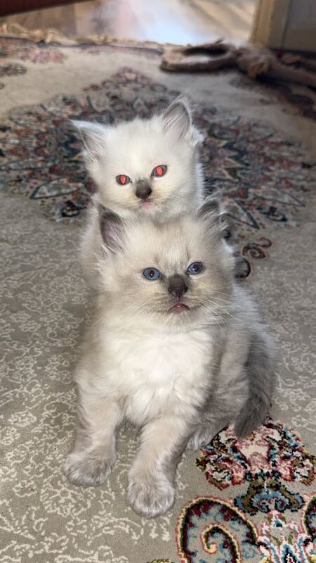 Ragdoll kittens for sale in Sinfin, Derbyshire – 7 weeks old