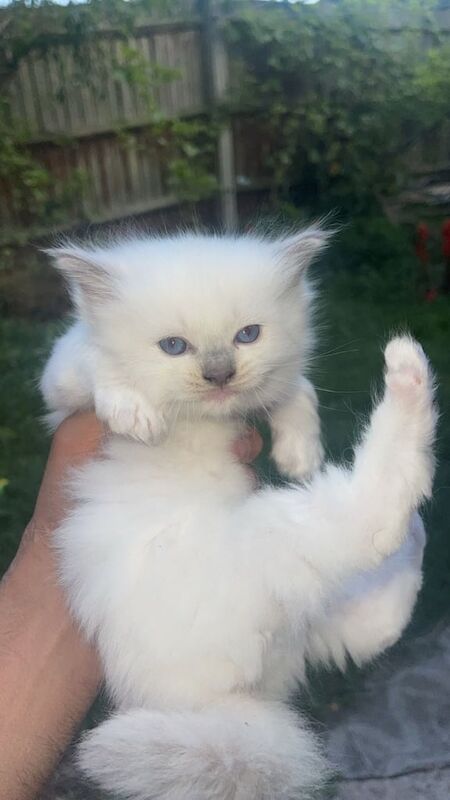 Ragdoll kittens for sale in Sinfin, Derbyshire – 7 weeks old - Image 2 of 3