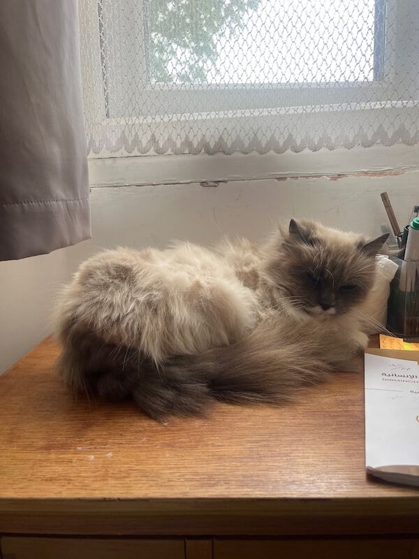 Ragdoll kittens for sale in Hall Green, West Midlands – 4 years old