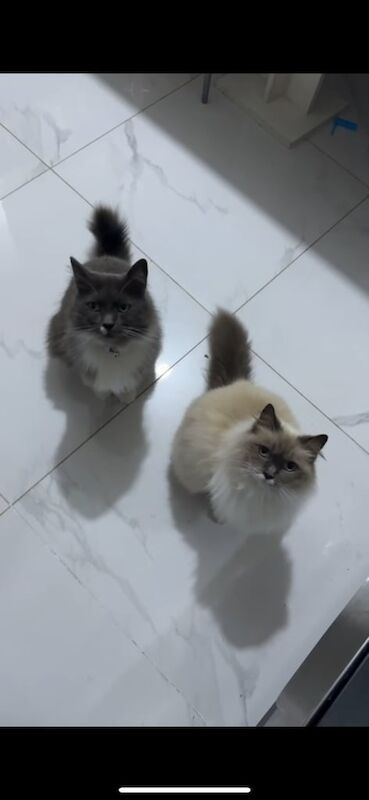 Ragdoll kittens for sale in Hall Green, West Midlands – 4 years old - Image 2 of 3