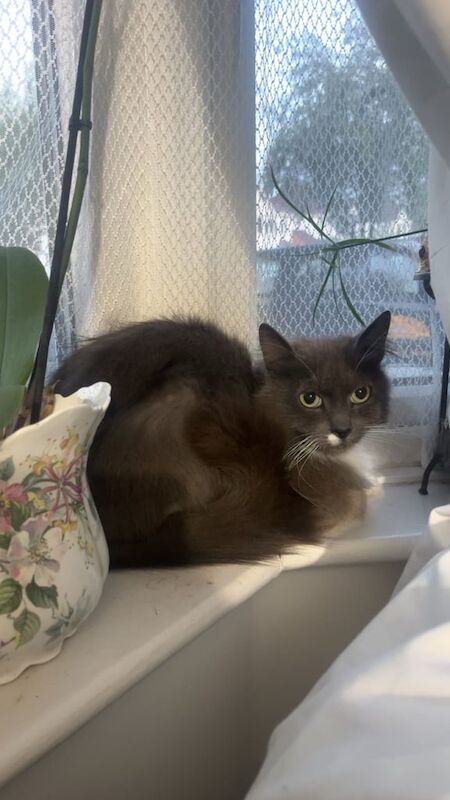 Ragdoll kittens for sale in Hall Green, West Midlands – 4 years old - Image 3 of 3