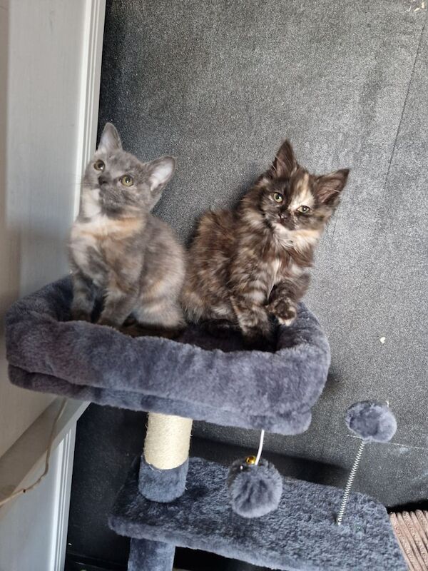 2 ragdoll cross kittens for sale in Hereford, Herefordshire
