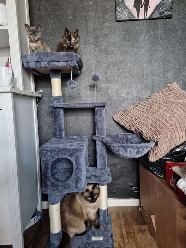 2 ragdoll cross kittens for sale in Hereford, Herefordshire - Image 2